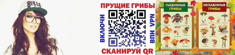 купить наркоту  Заволжск  Псилоцибиновые грибы GOLDEN TEACHER 